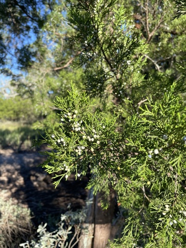eastern redcedar