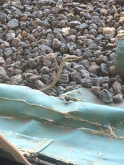 Psammophis biseriatus