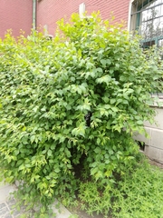 Prunus triloba