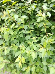 Prunus triloba