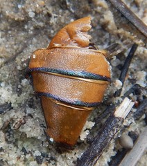 Julodimorpha bakewelli