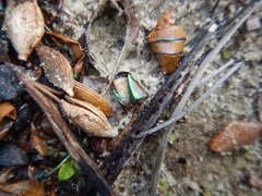Julodimorpha bakewelli