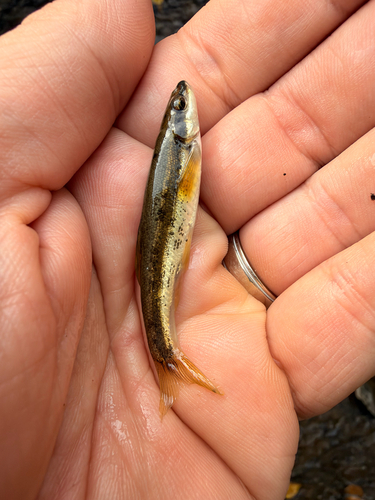 Eastern Blacknose Dace