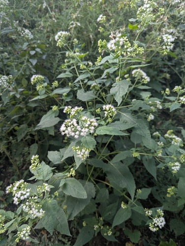 white snakeroot