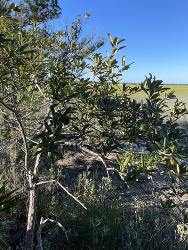 sand live oak