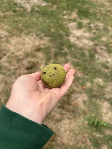 eastern black walnut