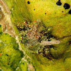 Scutellastra longicosta