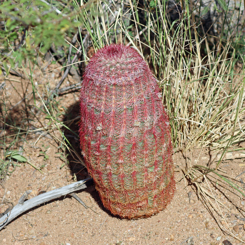 rainbow hedgehog cactus