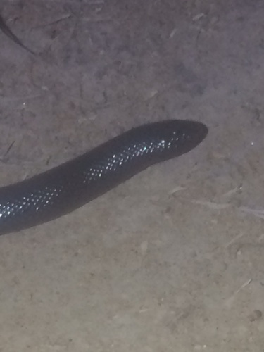 Peters' Burrowing Asp