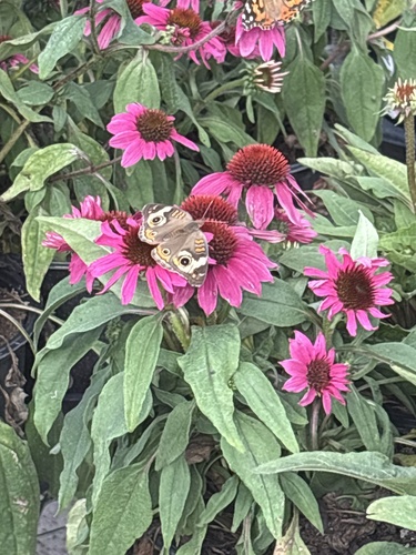 Common Buckeye