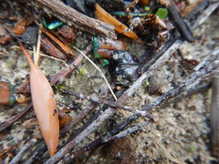 Julodimorpha bakewelli