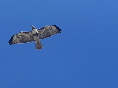 Red-tailed Hawk