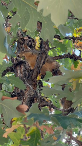 Eastern Fox Squirrel
