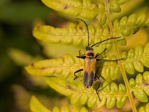 Goldenrod Soldier Beetle