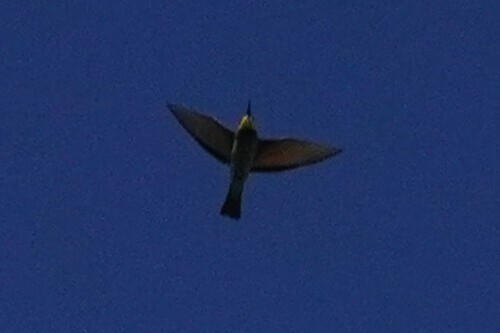 European Bee-eater