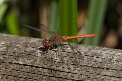 Southern Darter
