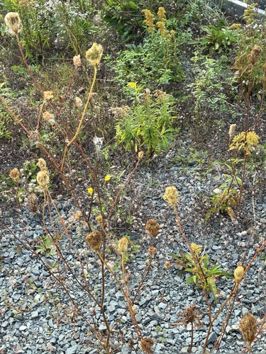wild carrot