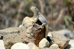 Oplurus cyclurus