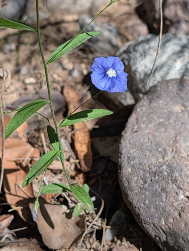 Arizona blue-eyes