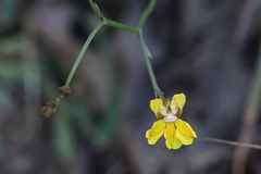 Goodenia macbarronii