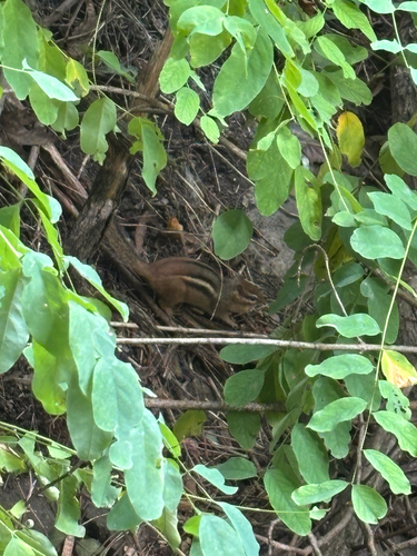 Eastern Chipmunk