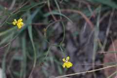 Goodenia macbarronii