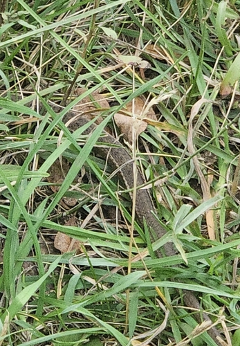 Wandering Garter Snake