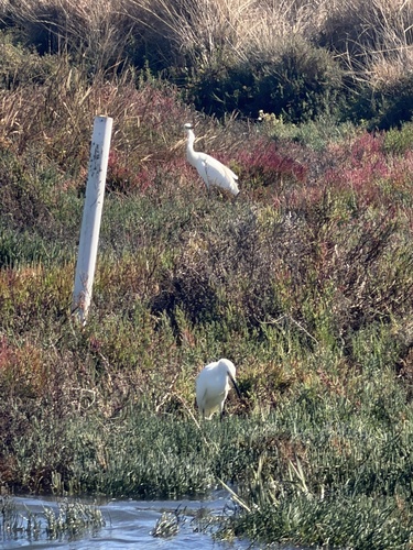 Snowy Egret
