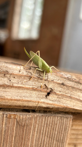 Oak Bush-cricket