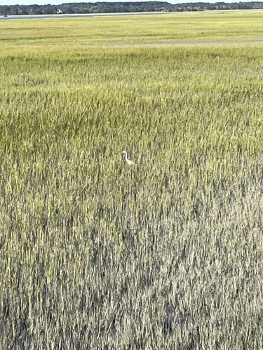 Great Egret