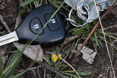 Goodenia macbarronii