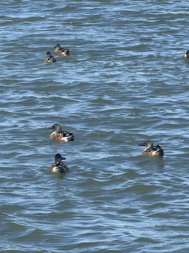 Northern Shoveler