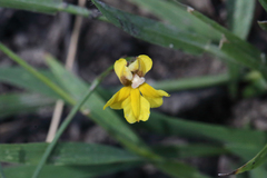 Goodenia macbarronii