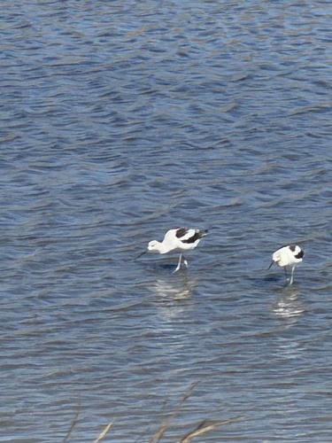 American Avocet