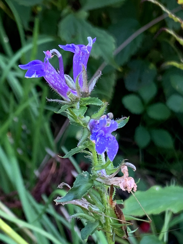 great blue lobelia