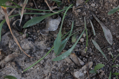 Goodenia macbarronii