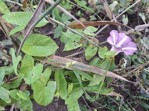 hedge bindweed