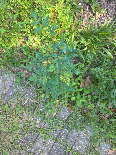 peppervine