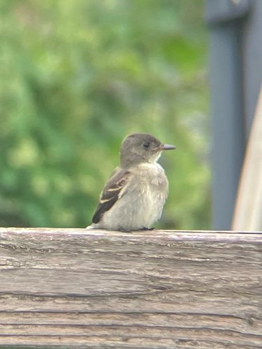 Eastern Wood-Pewee