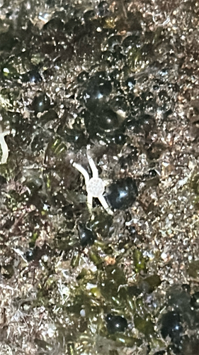 Ophiolepis paucispina observed 2026-09-25