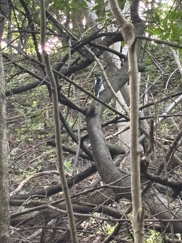 Hairy Woodpecker