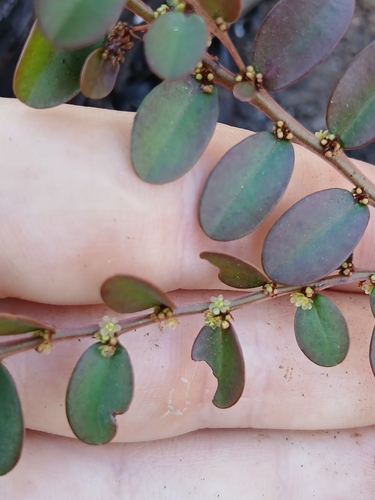 Phyllanthus chrysanthus observed 2026-09-26