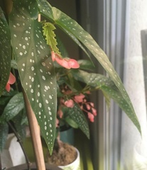 Begonia × albopicta