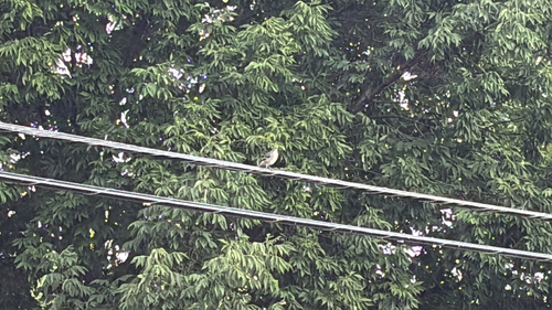 Northern Mockingbird
