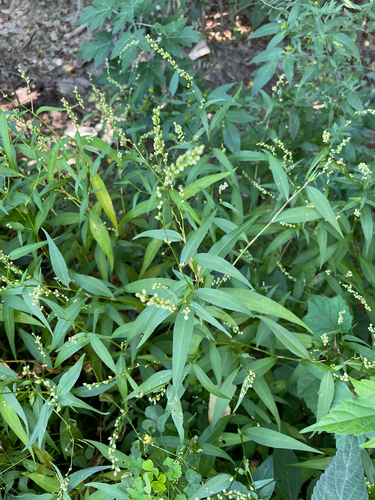 Dotted Smartweed