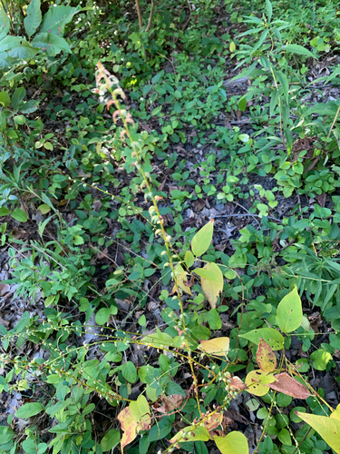 American jumpseed