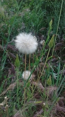 Scorzonera laciniata