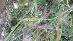 Scorzonera laciniata