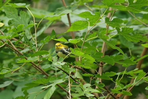 Black-throated Green Warbler
