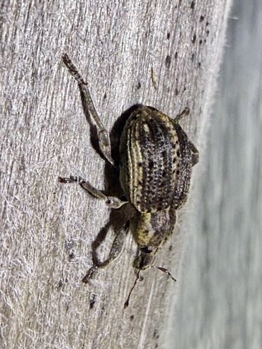 Clover Leaf Weevil